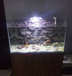 閑置魚缸及全套寵物配件轉讓，適合新手養魚愛好者